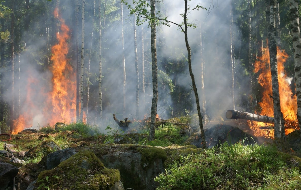 Ostrzeżenie Straży Pożarnej przed nagłym wybuchem pożarów w leśnych obszarach ze względu na skrajnie łatwopalną ściółkę